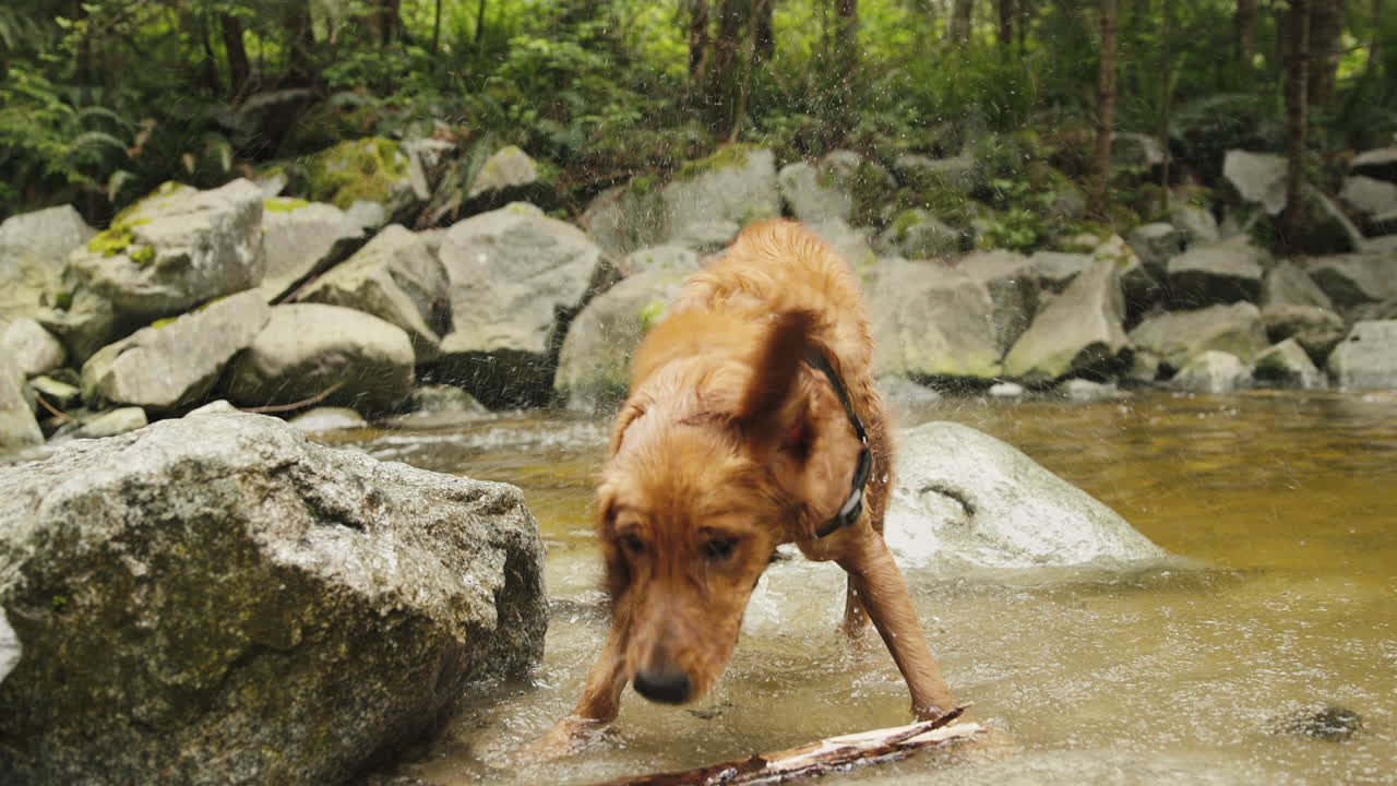 cachorro golden retriever temblando en la orilla del río