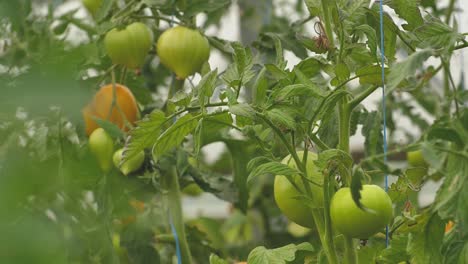 Tomates-En-Diferentes-Colores-Con-Diferentes-Especies-20