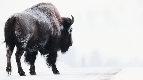 bisonte de búfalo en el invierno en montana