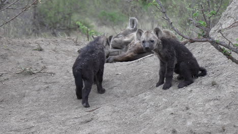 Vista-Cercana-De-Lindos-Cachorros-De-Hiena-Caminando-Sobre-Tierra-Sucia-Por-Su-Madre