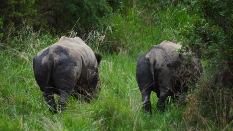 slow motion: two dehorned white rhino, covered in mud, walk away, graze, are startled and run away behind bush on a stormy, windy day in summer