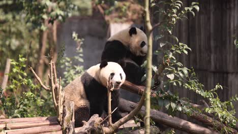 giant pandas interacting among trees and bamboo