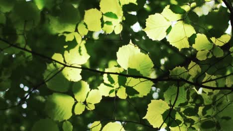 Nahaufnahme-Von-Sonnenlicht,-Das-Durch-Blätter-Scheint