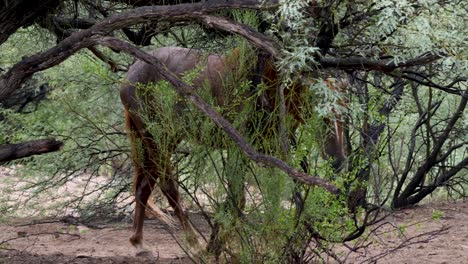 a scarred horse walks through a mesquite tree grazing as they go