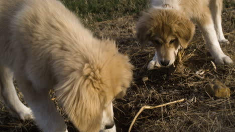 two cute baby dogs playing outdoors with straw during sunny day, super slow motion close up - great pyrenees and anatolian shepherd mixed puppies in nature