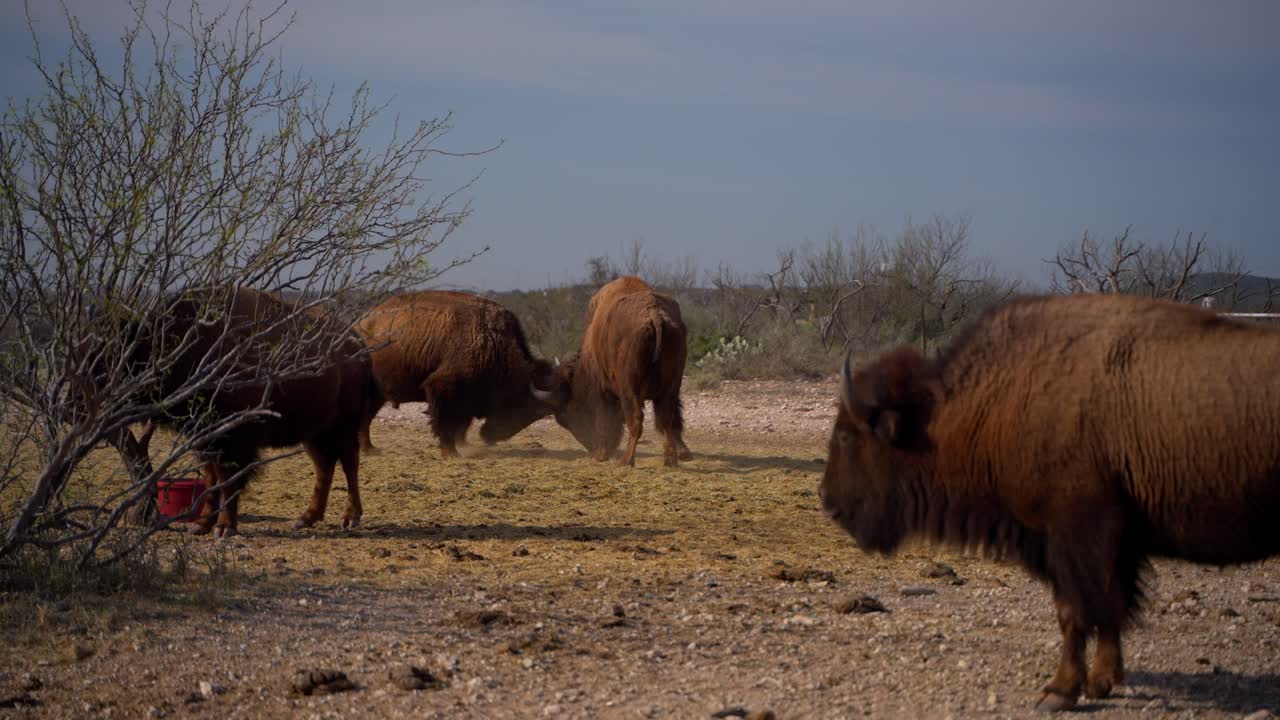 Two bison in a herd fighting