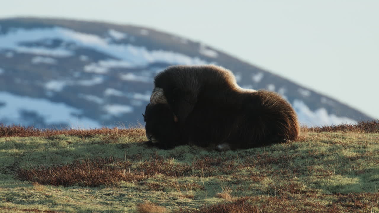 Myskoxe vilar i solnedgången på blåsiga Dovrefjell vid ett snötäckt berg