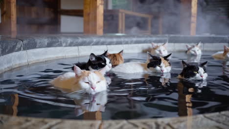 cats enjoying an onsen