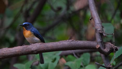 hops around to show its back side then moves to the left side of the branch, indochinese blue flycatcher cyornis sumatrensis male, thailand