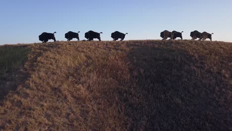 silueta de instalación de arte de manada de bisontes en la cima de la colina de la pradera en siksika