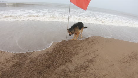 dog scratching the beach sand k videos animal