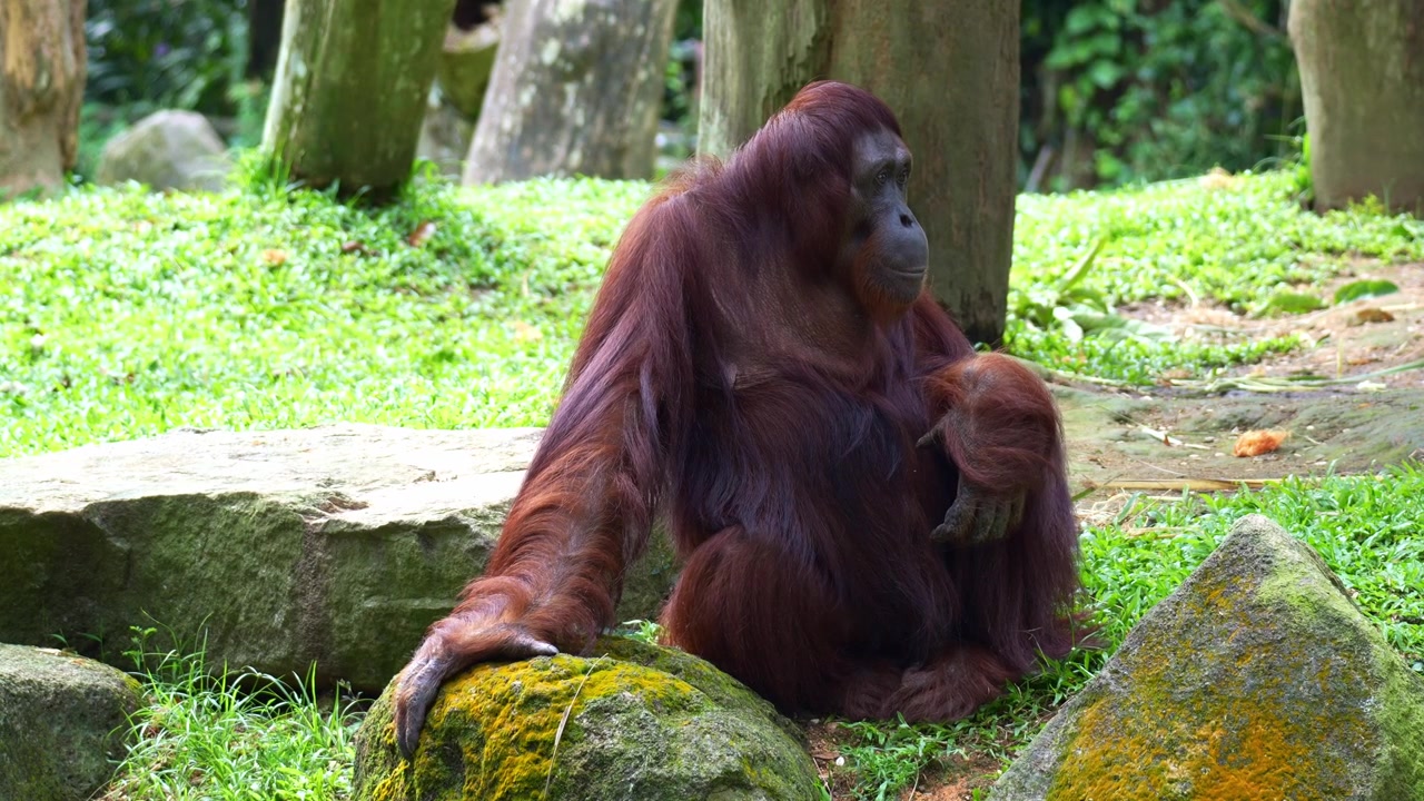 Un orangutan adulto siede a terra in posizione rilassata, grattandosi il corpo, primo piano