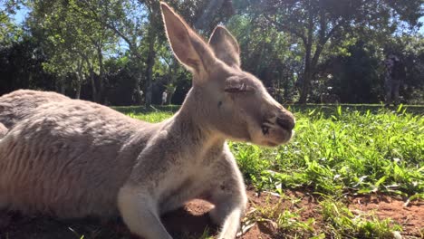 kangaroo resting in a grassy area