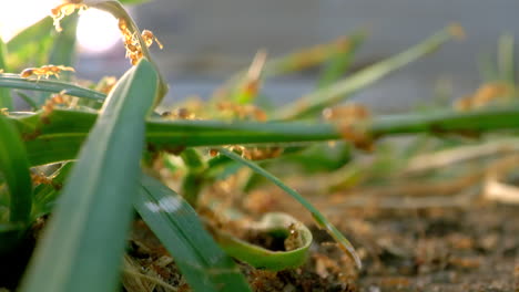 a colony of yellowish and gold ants in a grass patch on a lawn in the suburbs