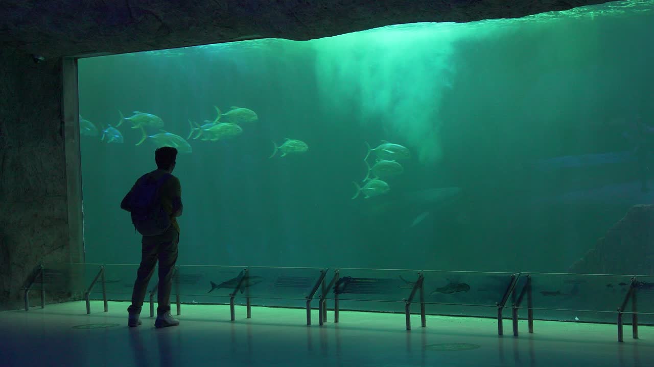 4k traveler watches amazed the school of fish through the glass of the aquarium