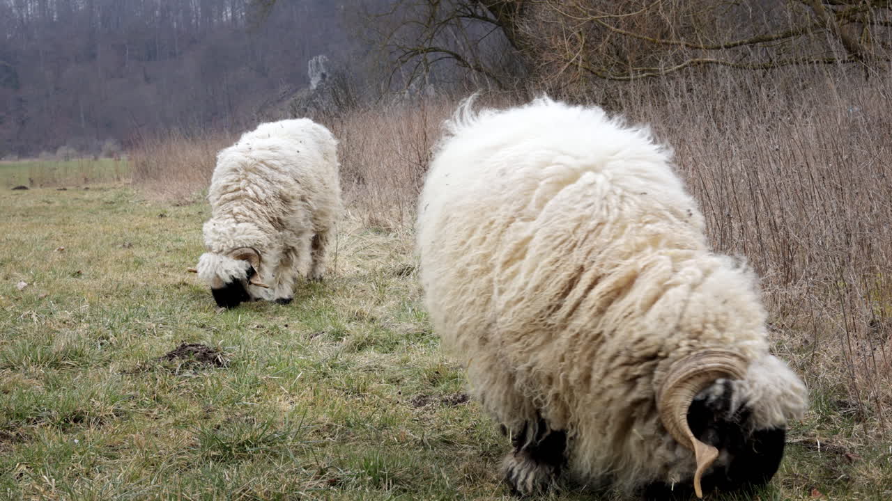 Footage of Alpine sheep grazing in an open pasture, showcasing the simplicity of farm life as they feed peacefully in their natural habitat.