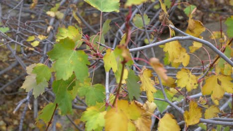 Colores-De-Los-árboles-De-Otoño-En-Colorado