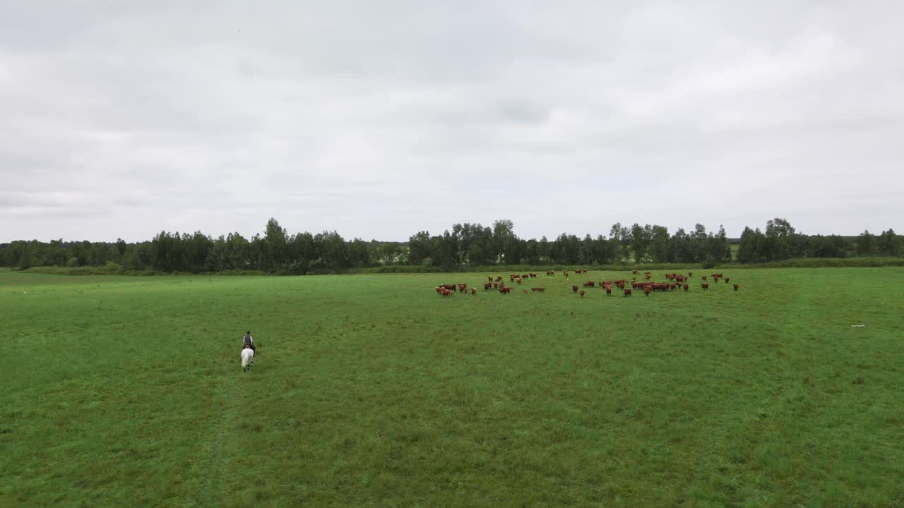 Group of cows running on a filed with a knight and a horse