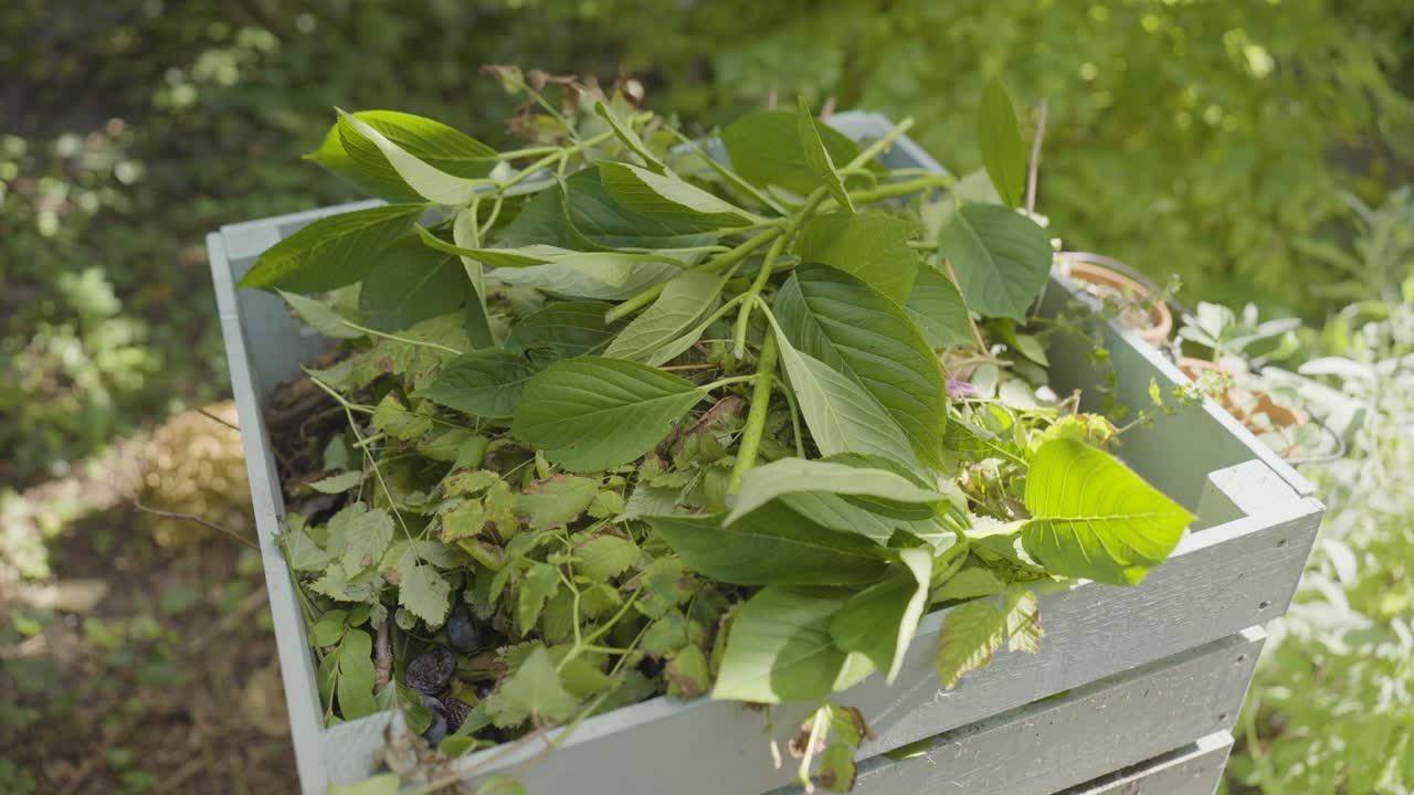 Close-up of a compost bin filled with fresh green leaves and organic garden waste