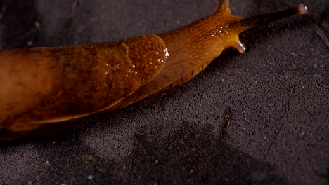 snails macro shot