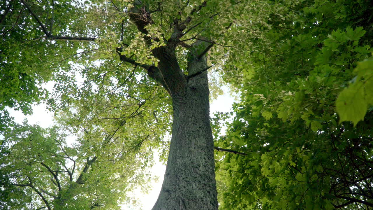 High deciduous trees in park view from below. Crowns of deciduous trees in park