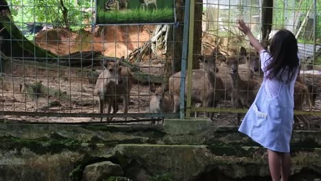 A-little-girl-observing-the-behavior-of-cute-deer-in-Kartini's-park,-Indonesia