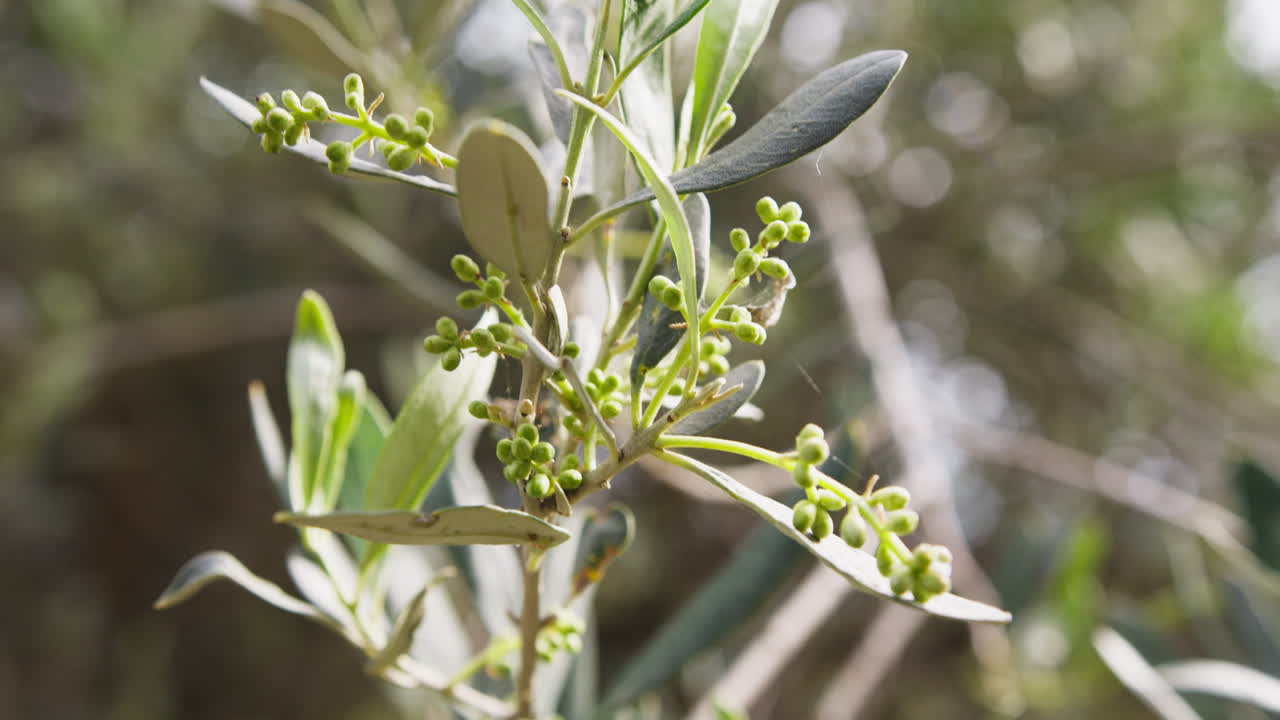 Olive coltivate biologicamente in Puglia per la produzione di olio extra vergine di oliva