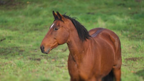 A-portrait-shot-of-a-brown-horse-with-a-black-mane-and-a-white-mark-on-the-forehead-stands-in-the-green-meadow