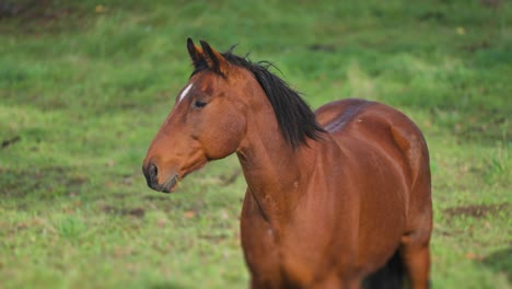 un retrato de un caballo marrón con una melena negra y una marca blanca en la frente se encuentra en el prado verde