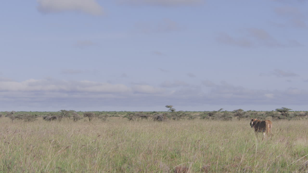 Leonessa che cammina e osserva l'ambiente circostante nella savana africana.