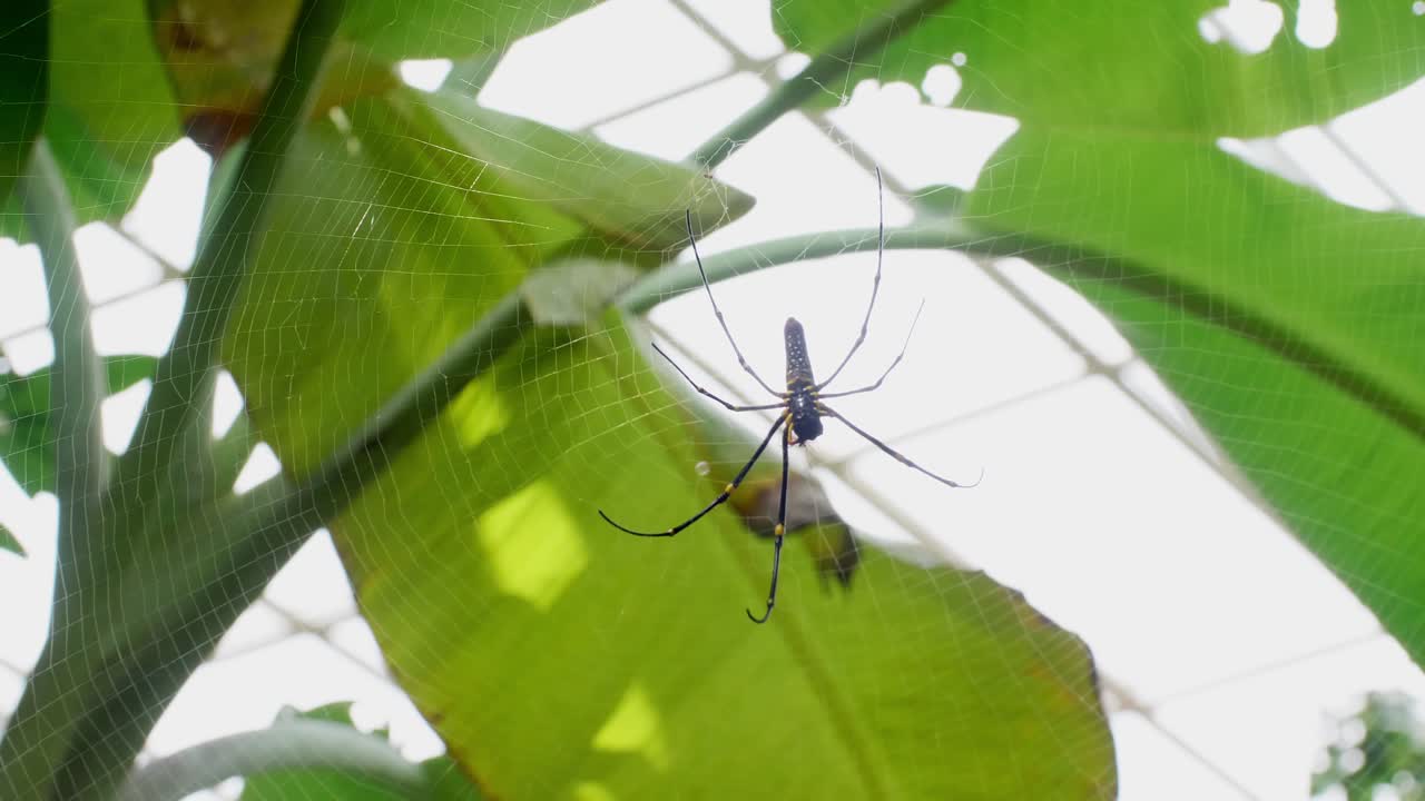 hermosa araña y telaraña en la naturaleza