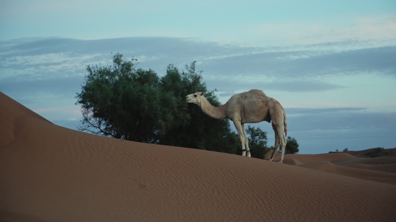Silhueta de camelo branco em um cume de duna contra o céu suave da noite no Marrocos, pastando
