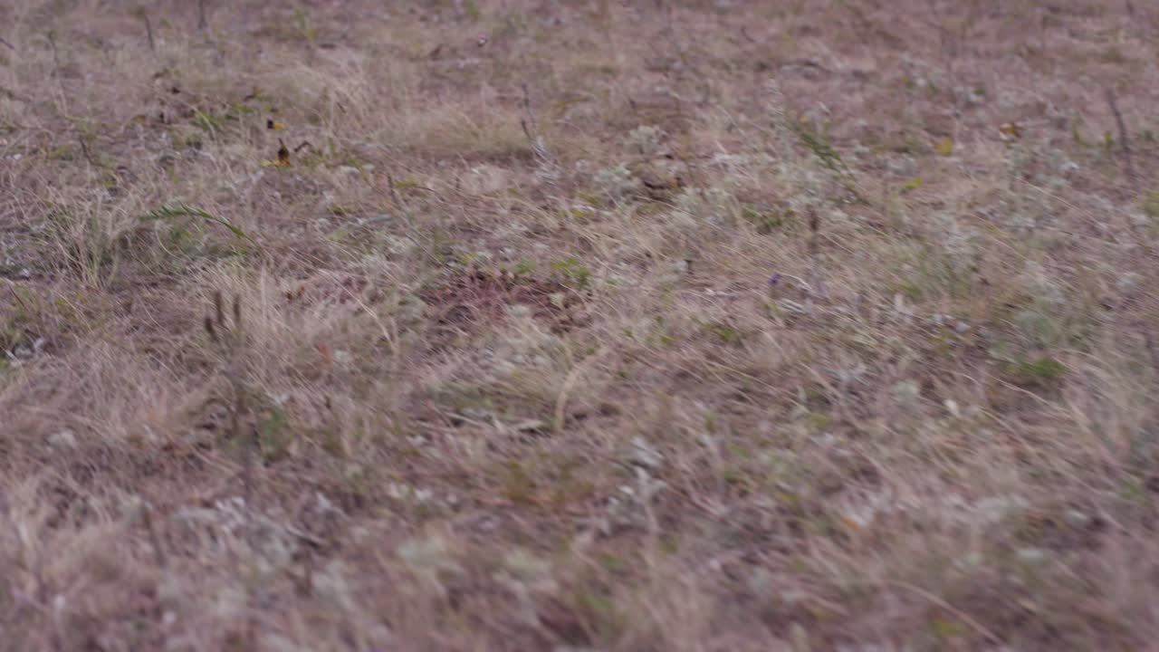 persona que corre en un campo