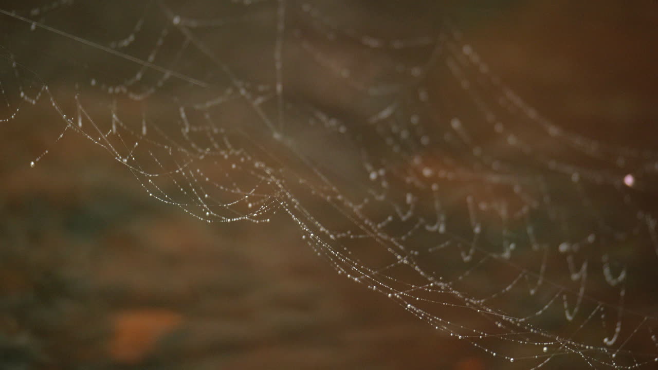 숲을 흐르는 맑은 강 위에 매달려 있는 거미줄에 물방울이 나타납니다.