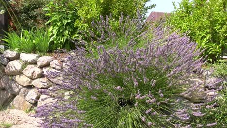 Viele-Hummeln-Und-Einige-Schmetterlinge-Werden-Vom-Lila-Lavendel-Angezogen