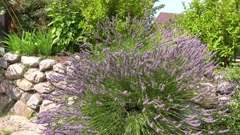 muchos abejorros y algunas mariposas se sienten atraídos por la lavanda violeta.