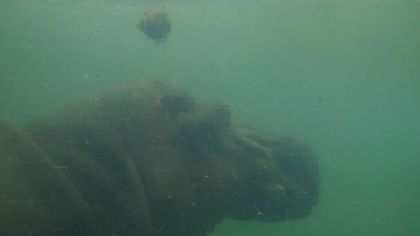 Nilpferd-Holt-Tief-Luft-Und-Geht-Unter-Wasser,-Geschossen-Durch-Glas-Im-Zoologischen-Park