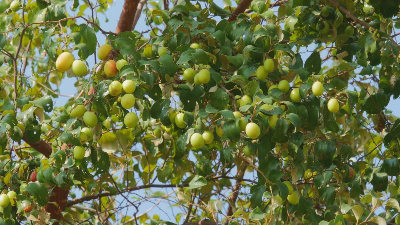 Inquadratura statica di grappoli di frutti di giuggiolo indiano verdi e gialli appesi a rami frondosi, delicatamente illuminati dalla luce del sole con fogliame naturale e cielo blu chiaro sullo sfondo.