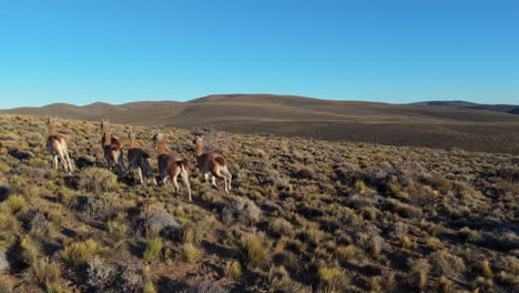Aerial view of herd of Guanacos on mountain in Andean Patagonia, Argentina. Wildlife conservation.