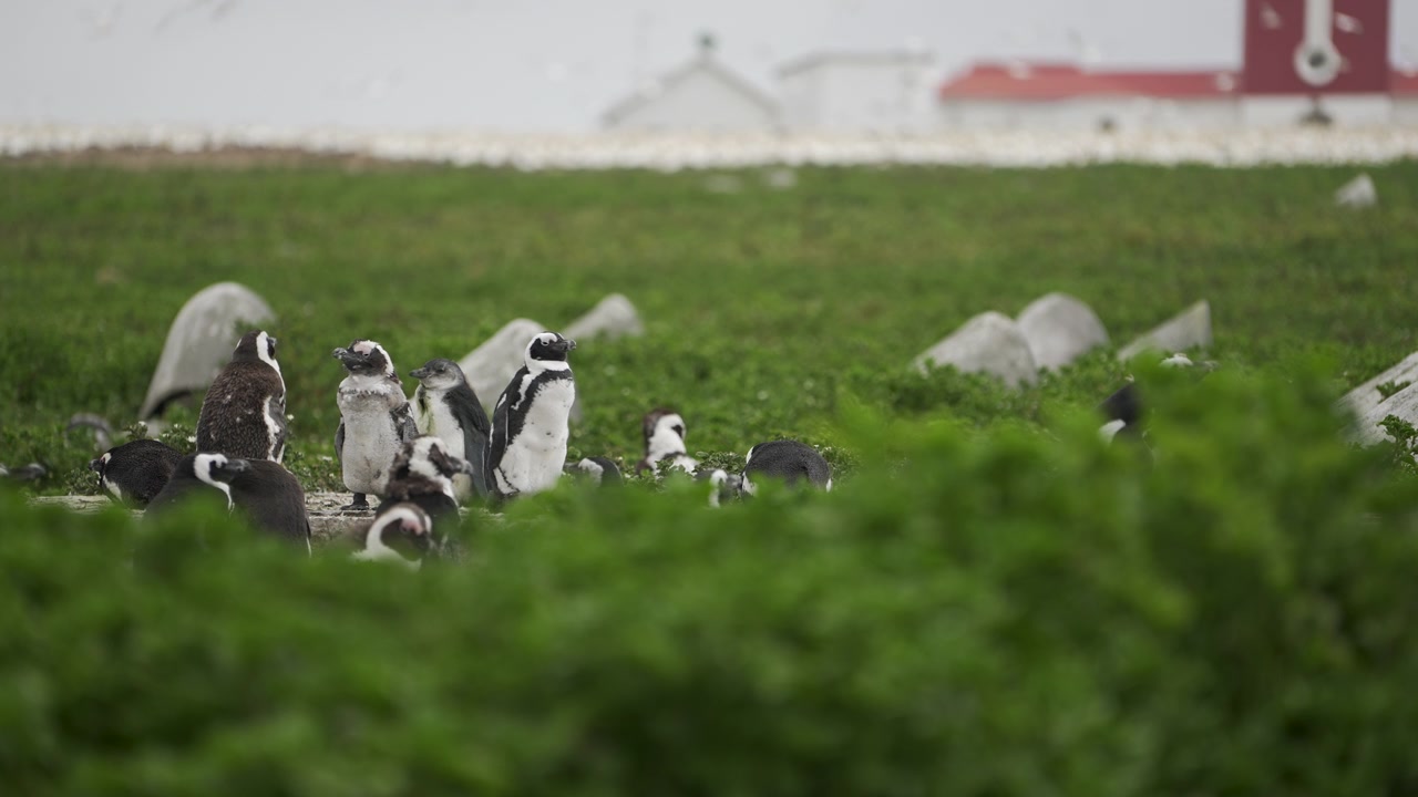 Pingüinos africanos y sus crías se reúnen en un área de anidación cubierta de hierba con plantas en primer plano borrosas y una estructura distante en Bird Island