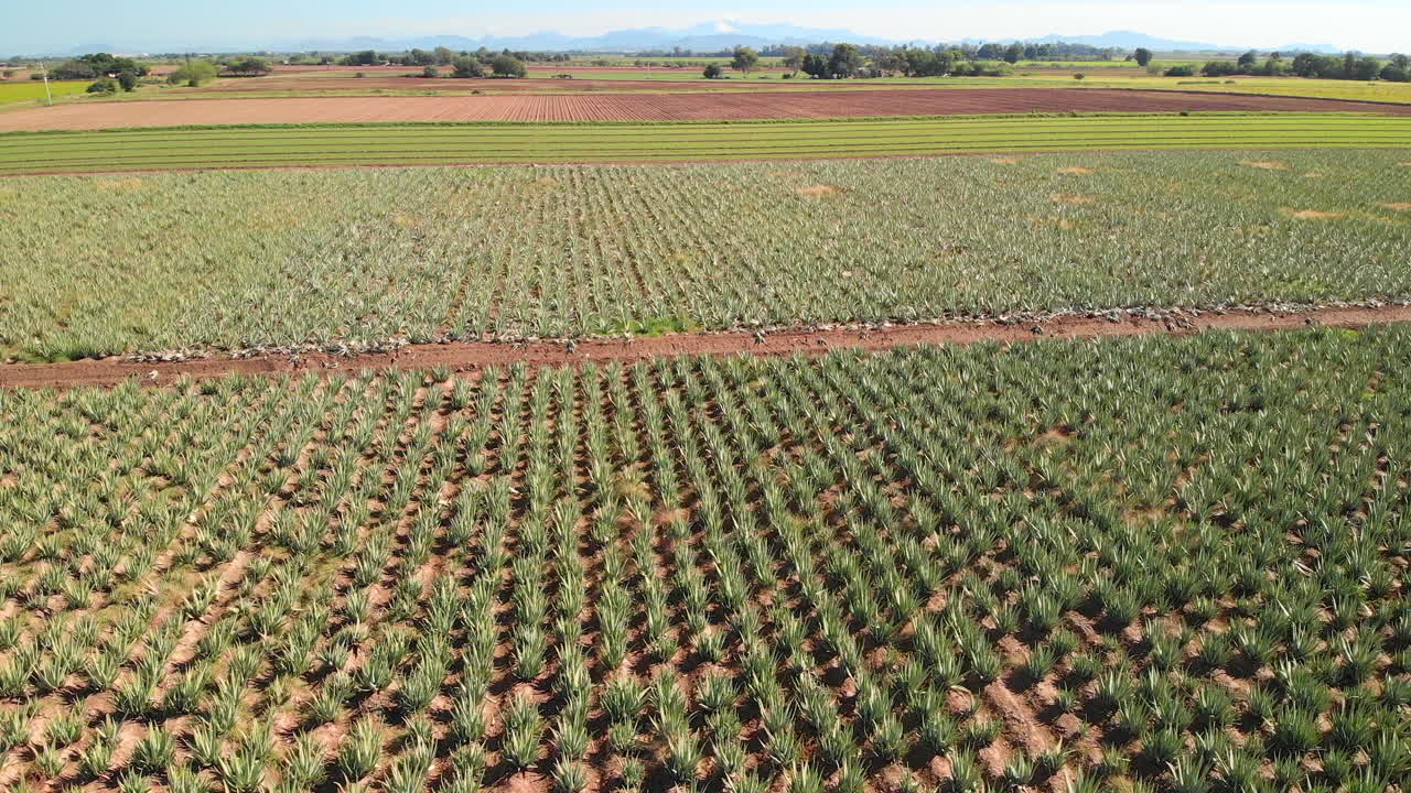 aloe vera plantando una toma aérea en un campo mexicano