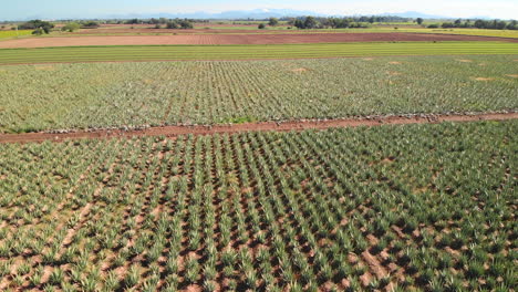 Toma-Aérea-De-Plantación-De-Aloe-Vera-En-Campo-Mexicano