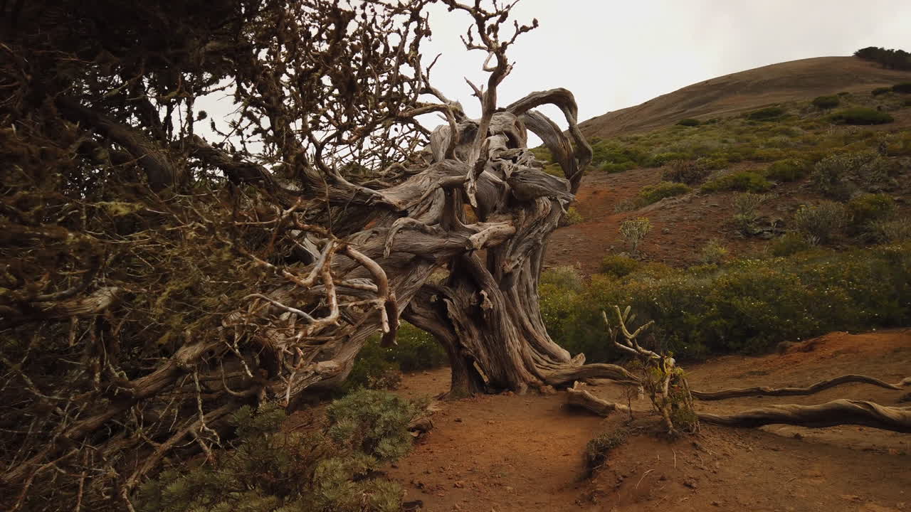 Shot of the Sabina tree on the Canary Island of El Hierro, showcasing its resilience against strong winds