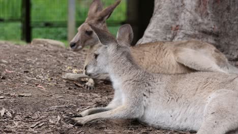 kangaroo lounges and nibbles on food calmly