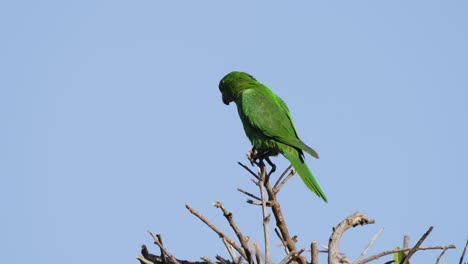 Wildlife-Naturaufnahme-Von-Solo-White-Eyed-Sittich