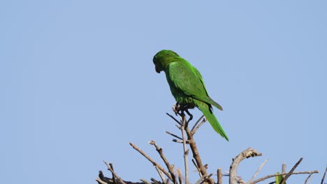 toma de la naturaleza de la vida silvestre del periquito de ojos blancos en solitario