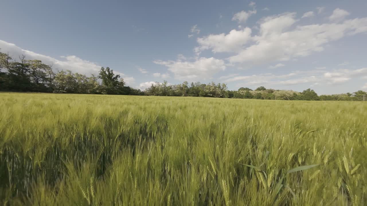 Slow drone flight just above a golden grain field in early summer, with forest in the background and a peaceful blue sky with scattered clouds above