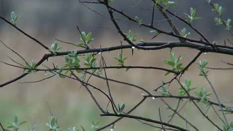 raining in the forest