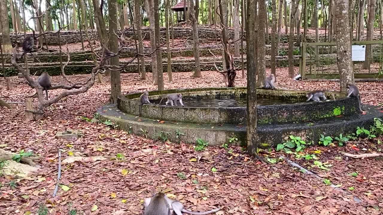 Monkey's Playing and Running Around in a Forest, Bali.