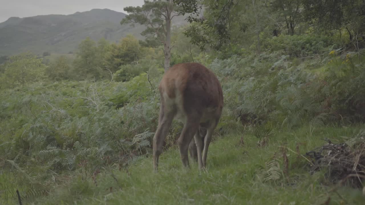 deer with long horns grazing in the forests of scotland uk. wild animal living in natural wonders